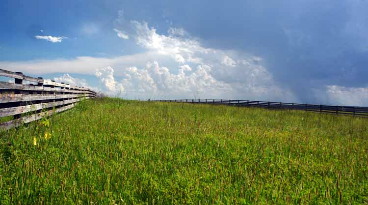 tall grass pasture